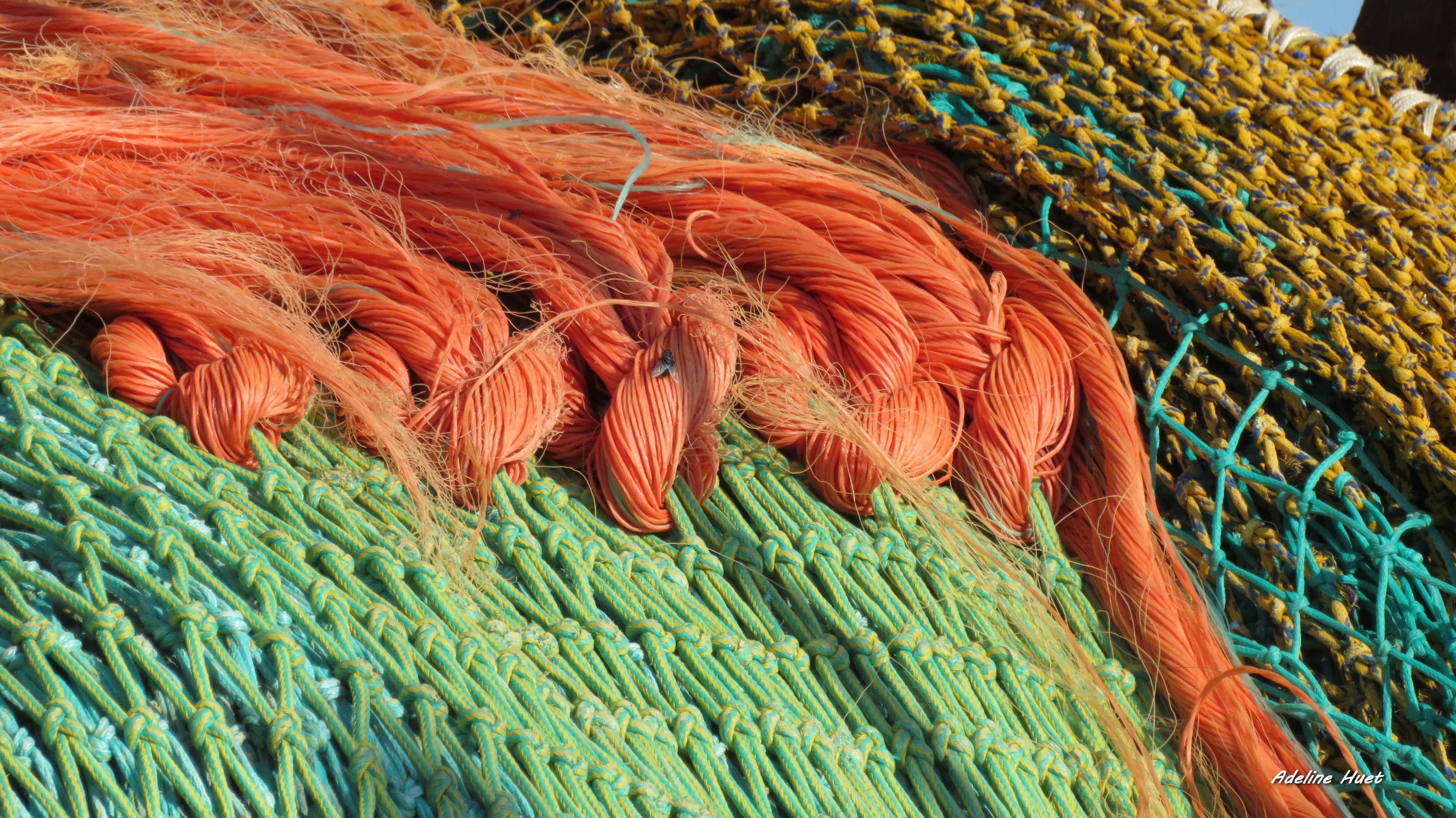 Adeline mouche prise au filet 2