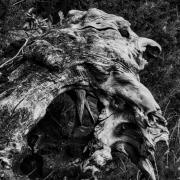 Adeline sorciere des bois 1