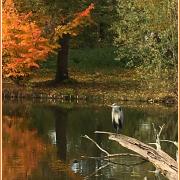 Annic le heron aux aguets 