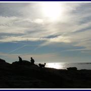 Mireille ile aux moutons 1