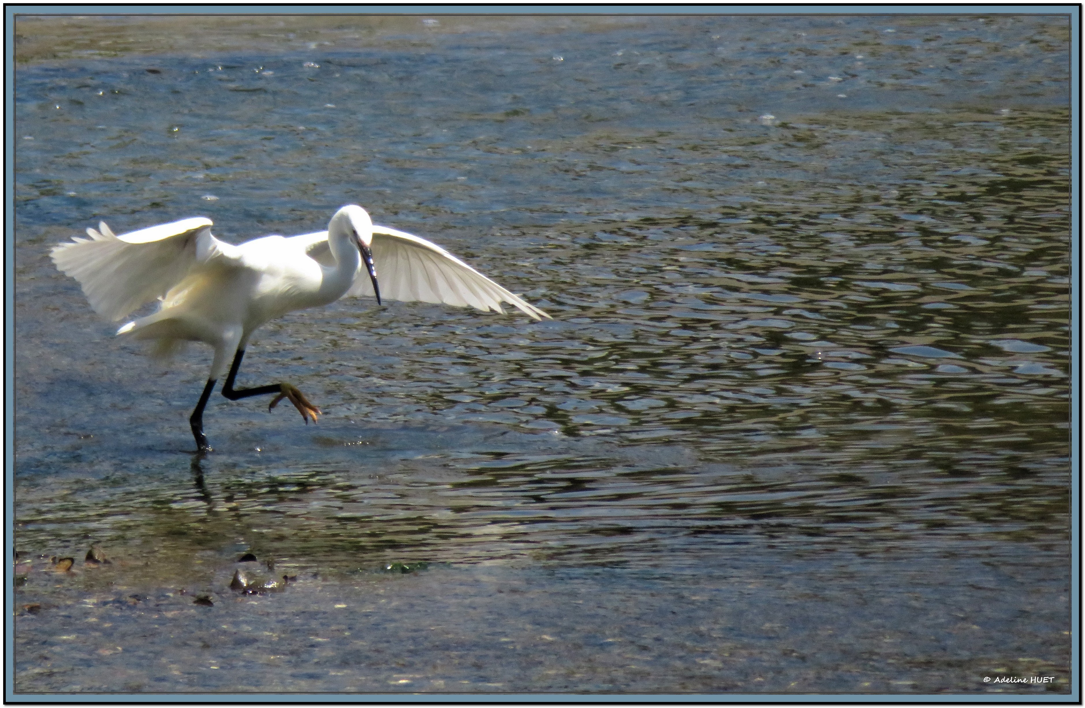 N Adeline Danse de l'aigrette Penfoulic