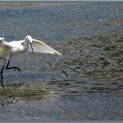 N Adeline Danse de l'aigrette Penfoulic