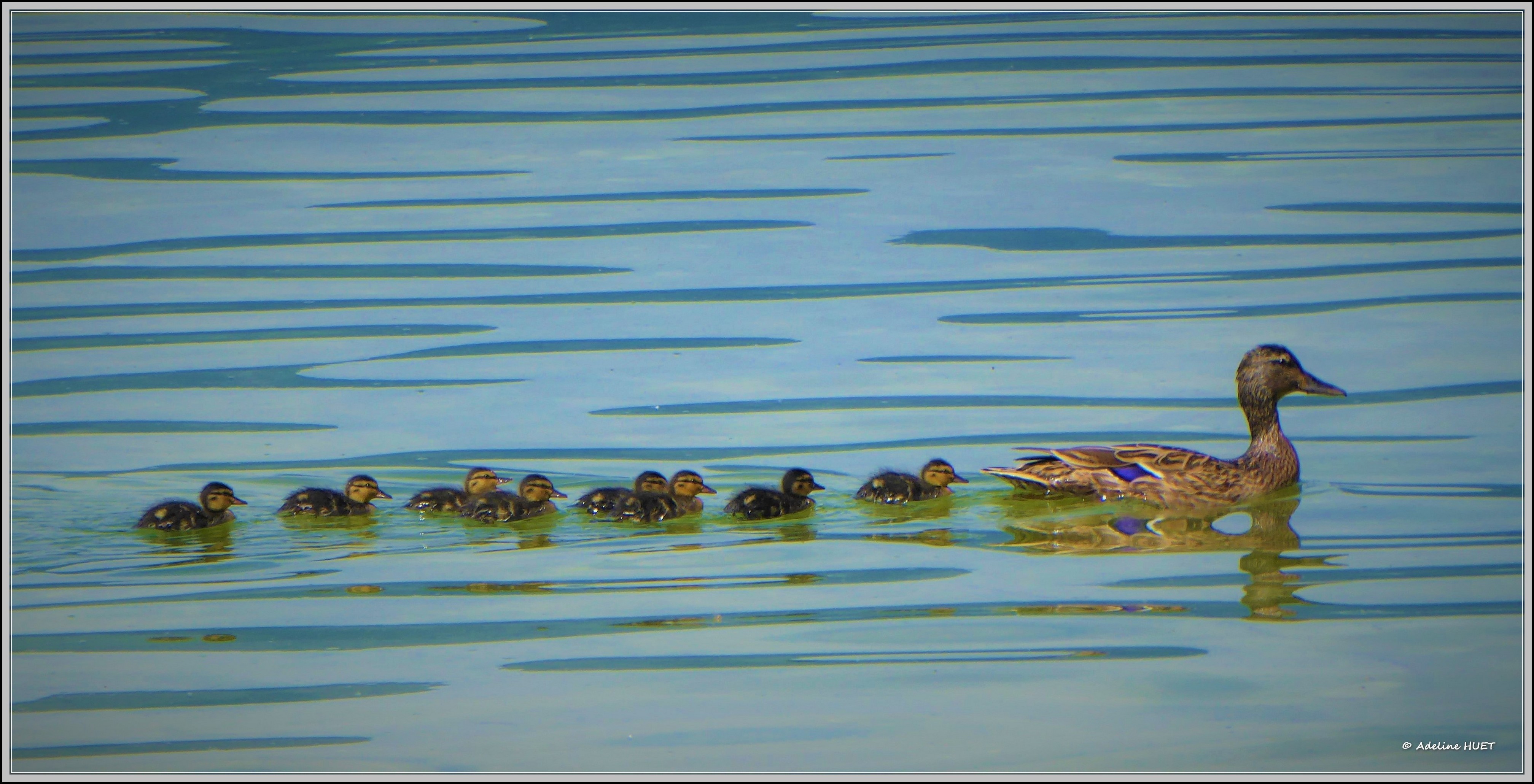 N Adeline Famille Colvert