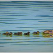 N Adeline Famille Colvert