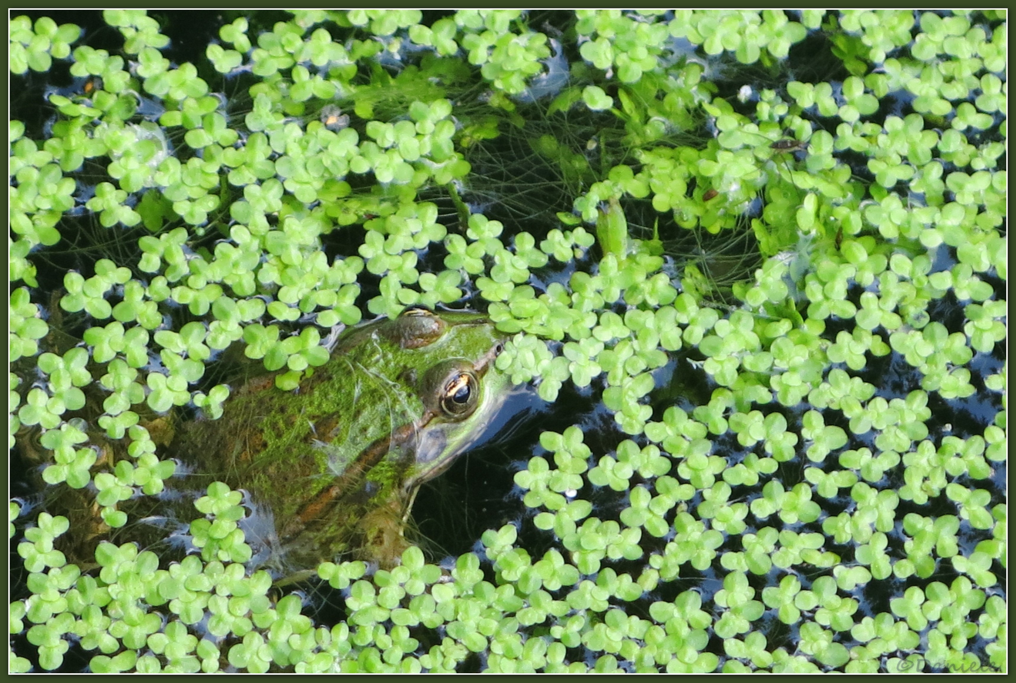 N Danièle Grenouille