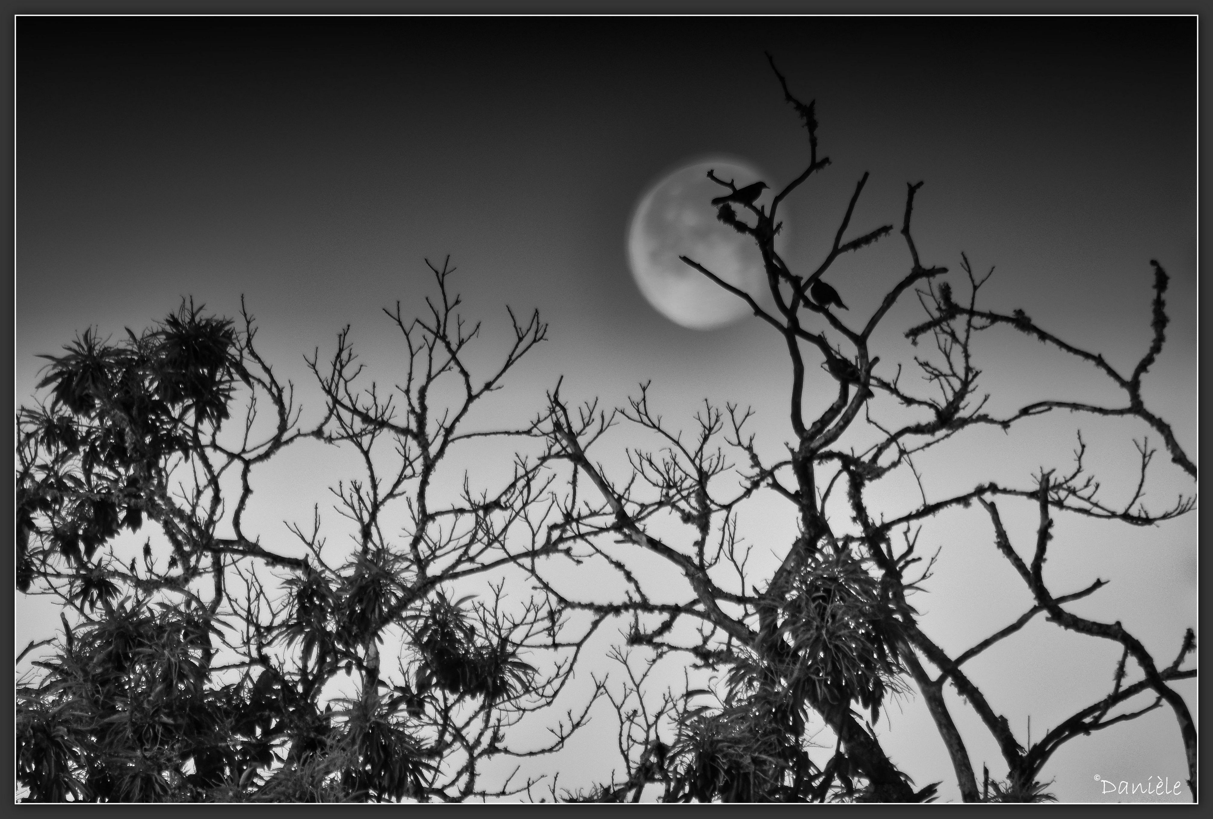 N Danièle Oiseaux sous la Lune