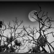 N Danièle Oiseaux sous la Lune