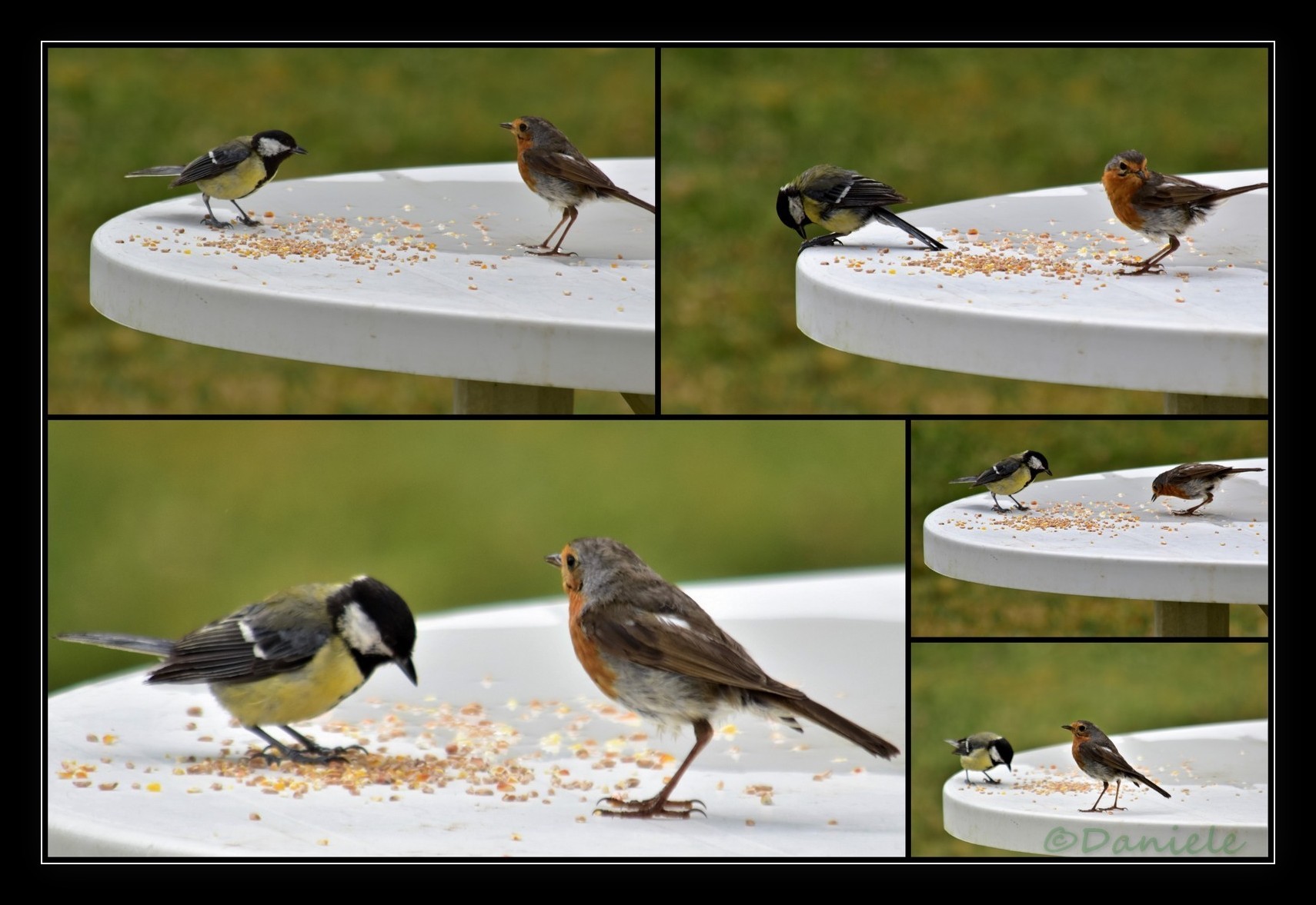 N Danièle Oiseaux