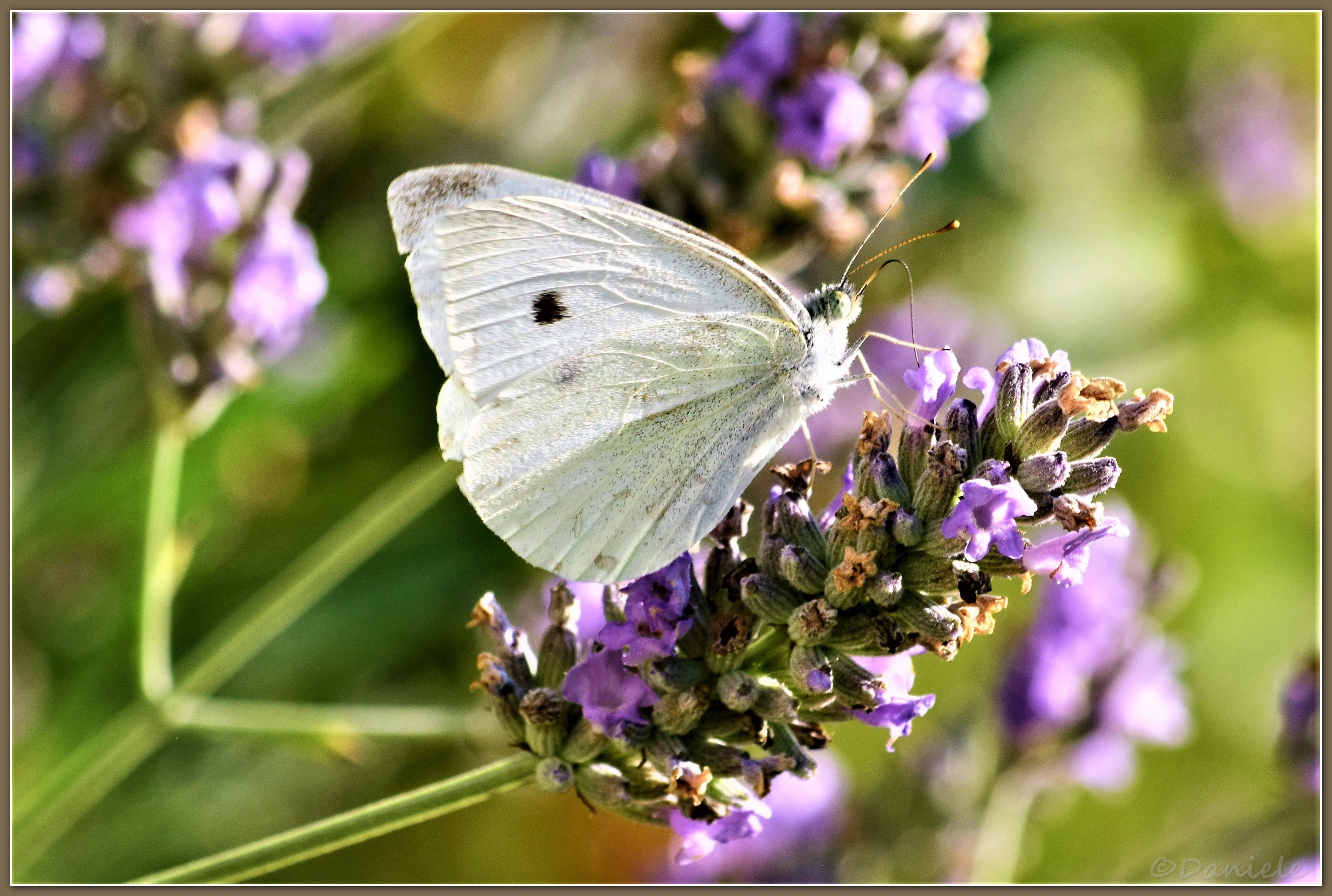 N Danièle Papillon