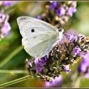 N Danièle Papillon