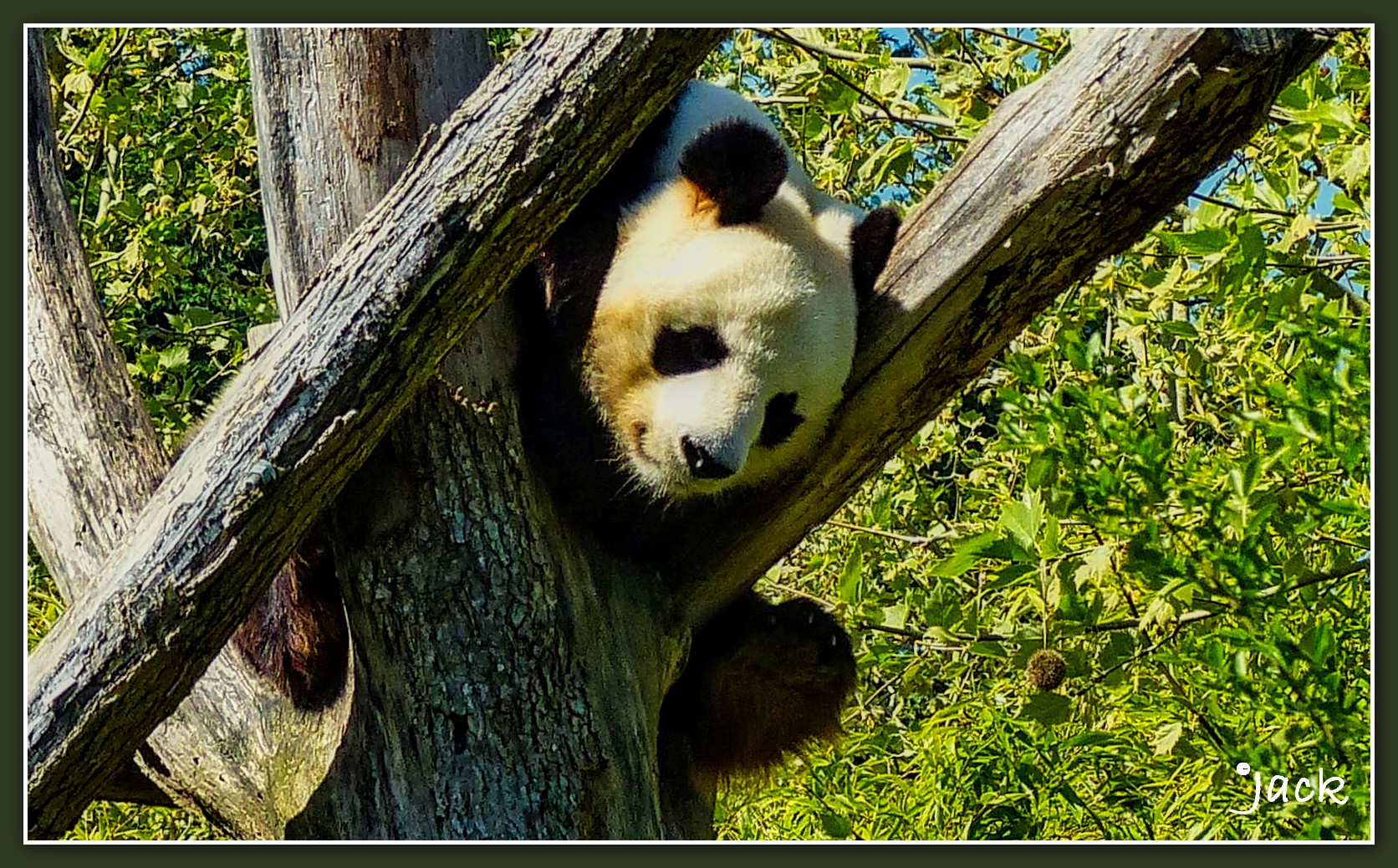 N Jacqueline Le Panda de Beauval