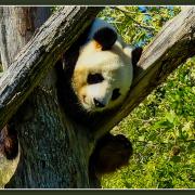 N Jacqueline Le Panda de Beauval