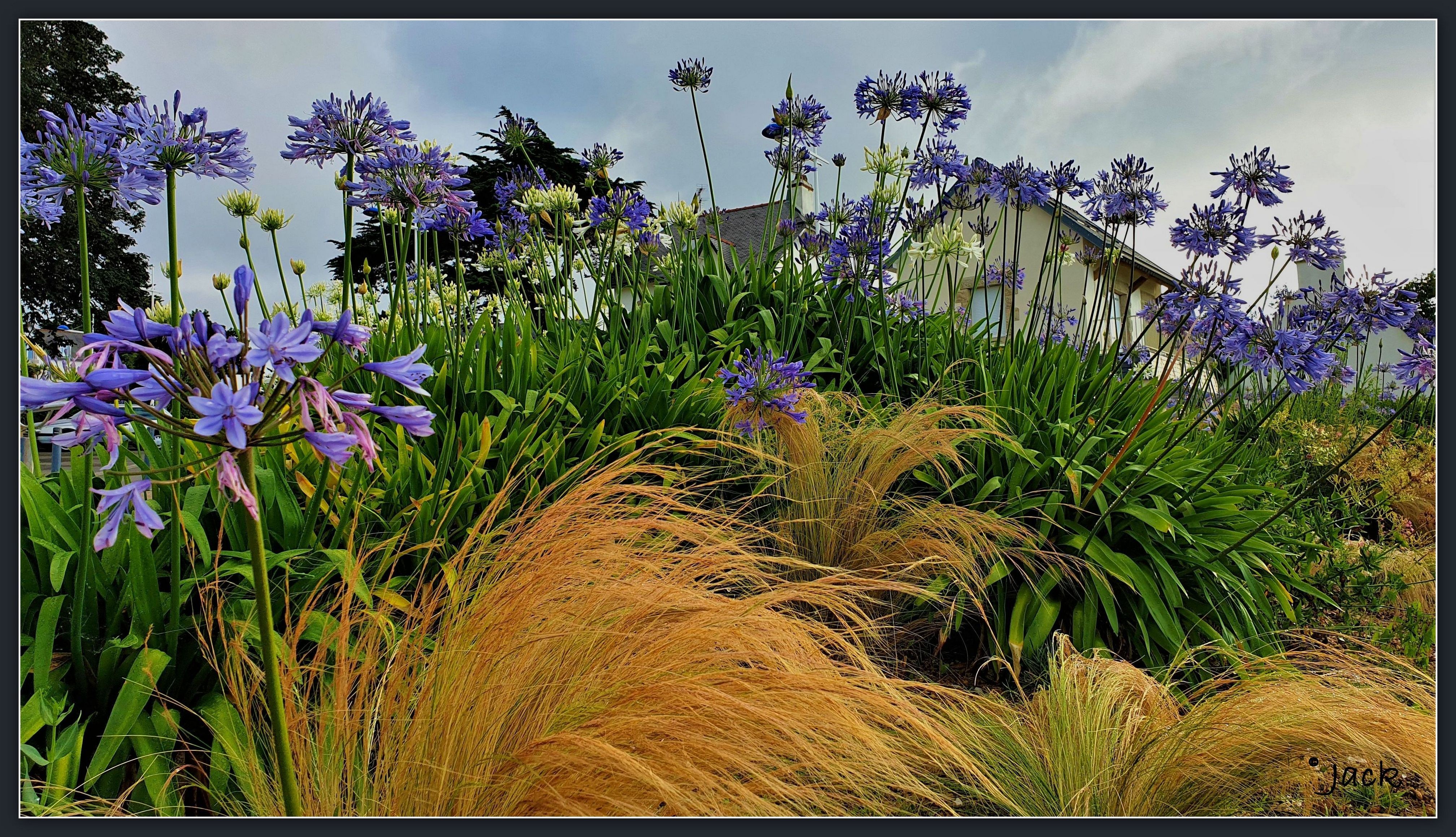 N Jaqueline Agapanthes