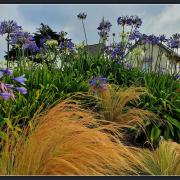 N Jaqueline Agapanthes