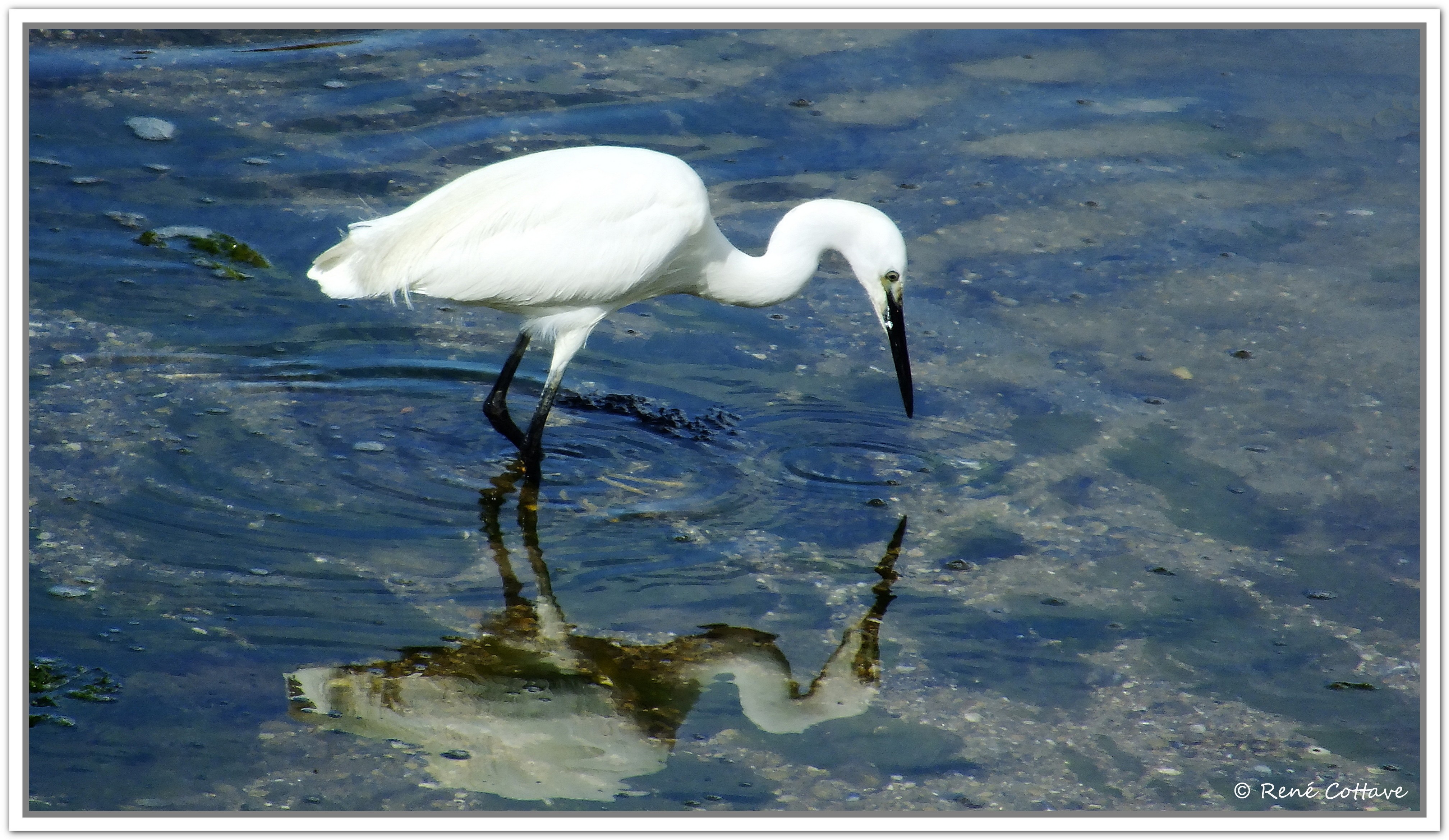 N René Cottave Aigrette au miroir le Letty