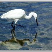 N René Cottave Aigrette au miroir le Letty