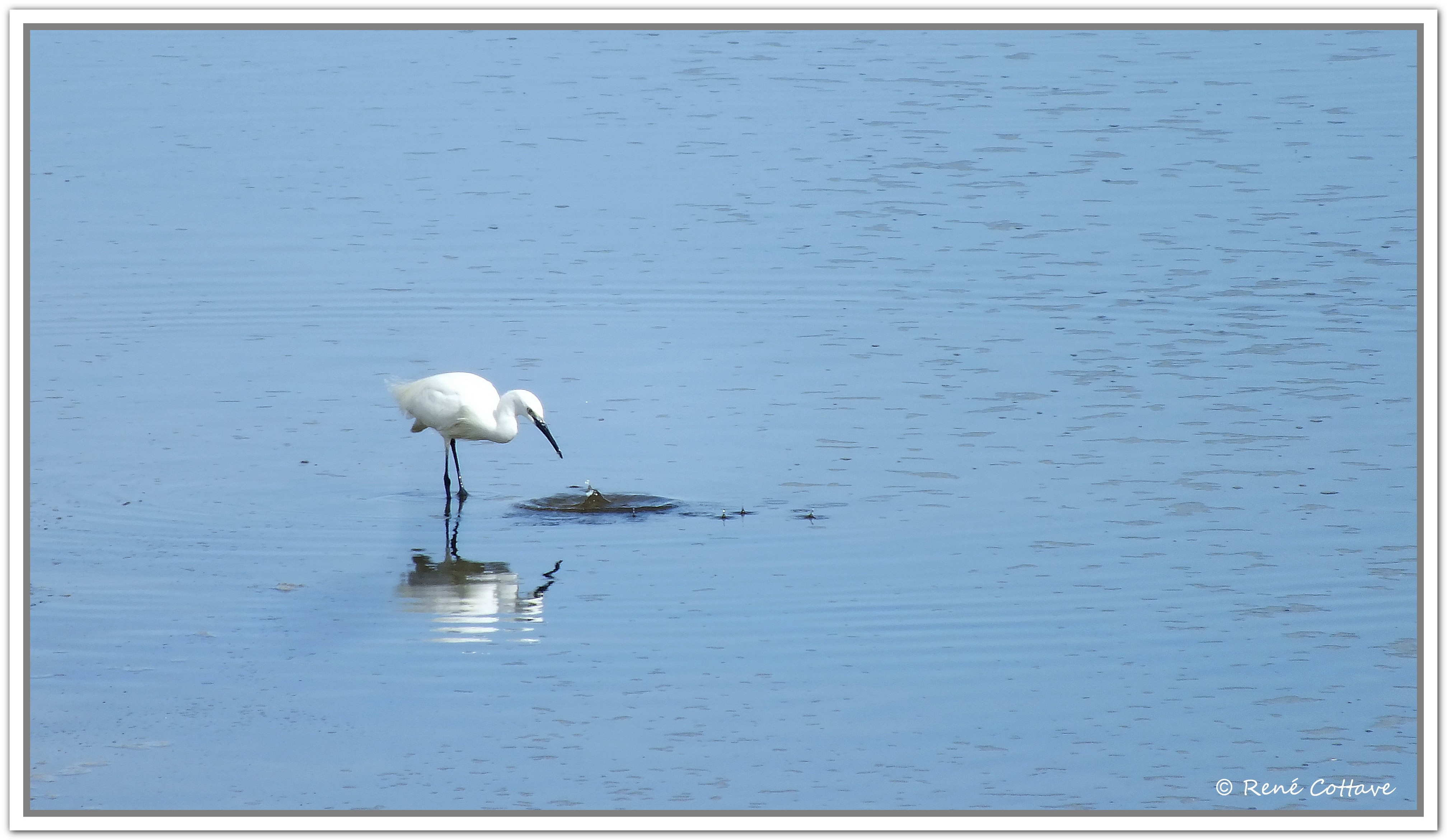 N René Cottave Aigrette en pêche le Letty