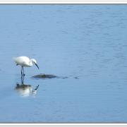 N René Cottave Aigrette en pêche le Letty