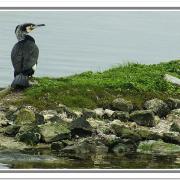 N Rene Cottave Cormoran en veille (Ile Tudy)