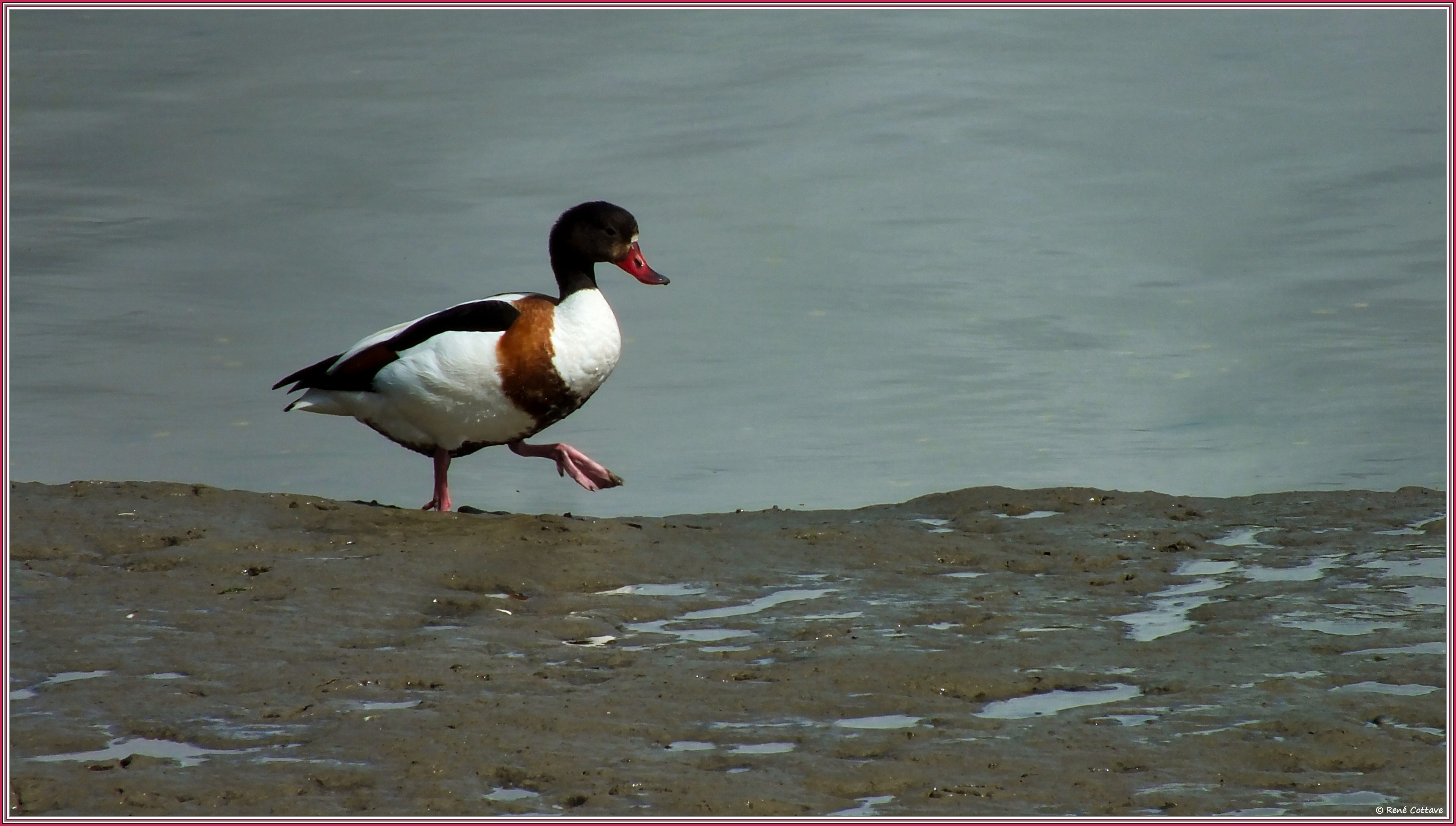 Rene la gracieuse tadorne de belon a la mer blanche 