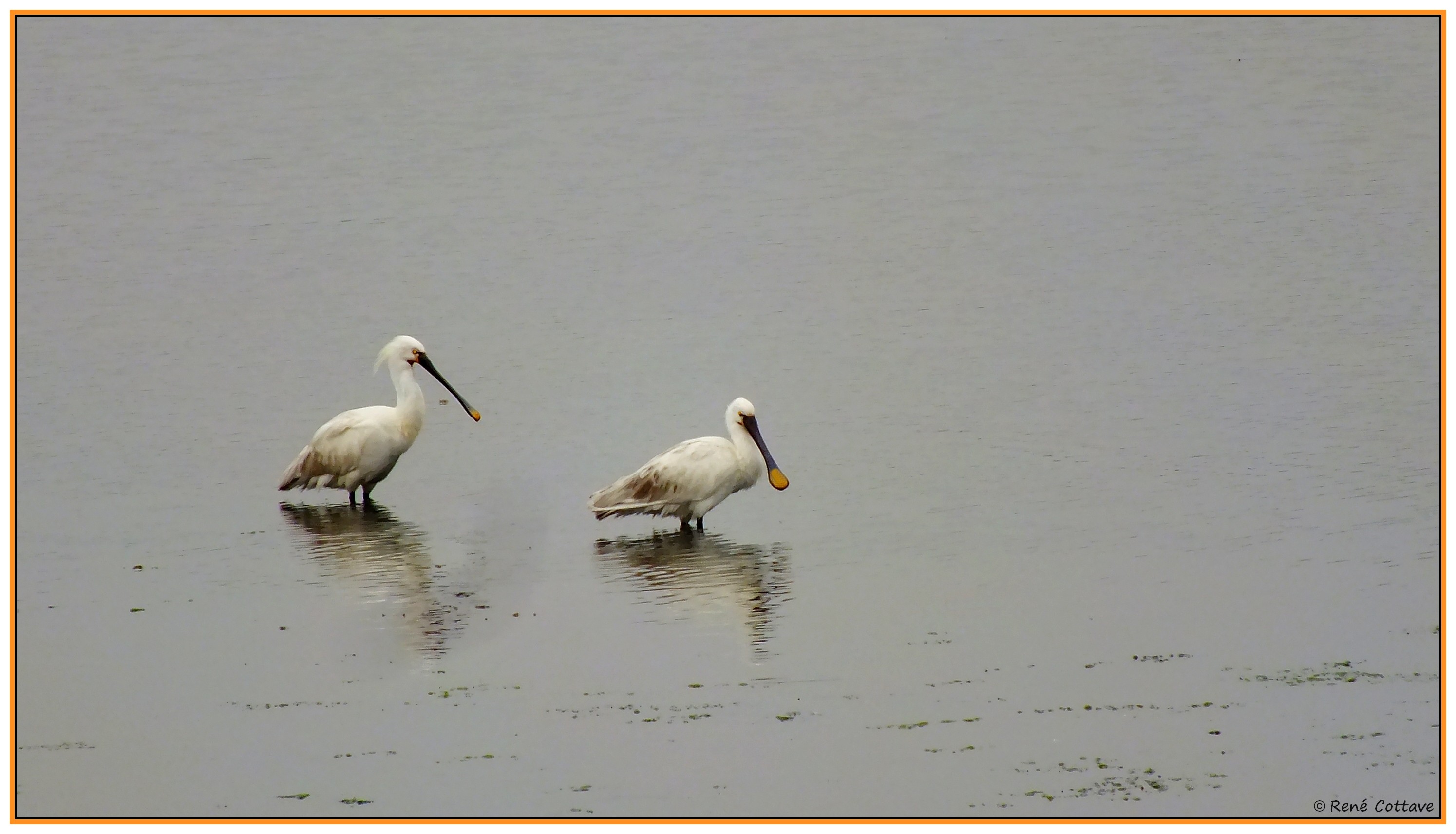 Rene spatules blanches au letty 