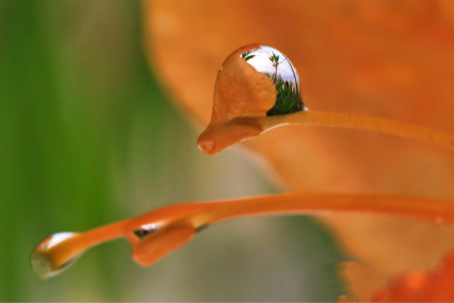Ronan Divanac rosée du matin