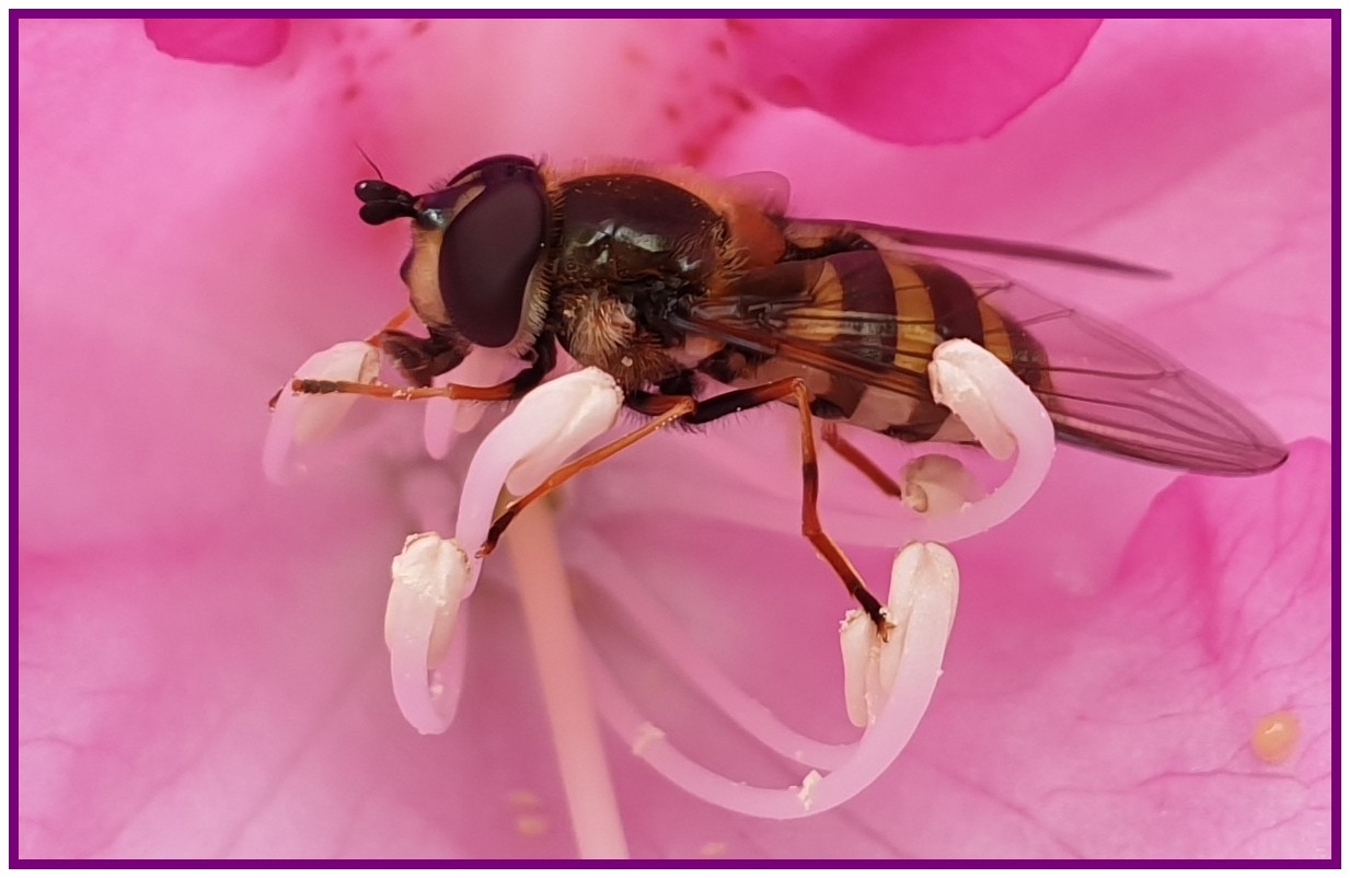 Ronan abeille la butineuse tranquille 