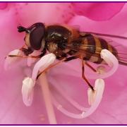 Ronan abeille la butineuse tranquille 