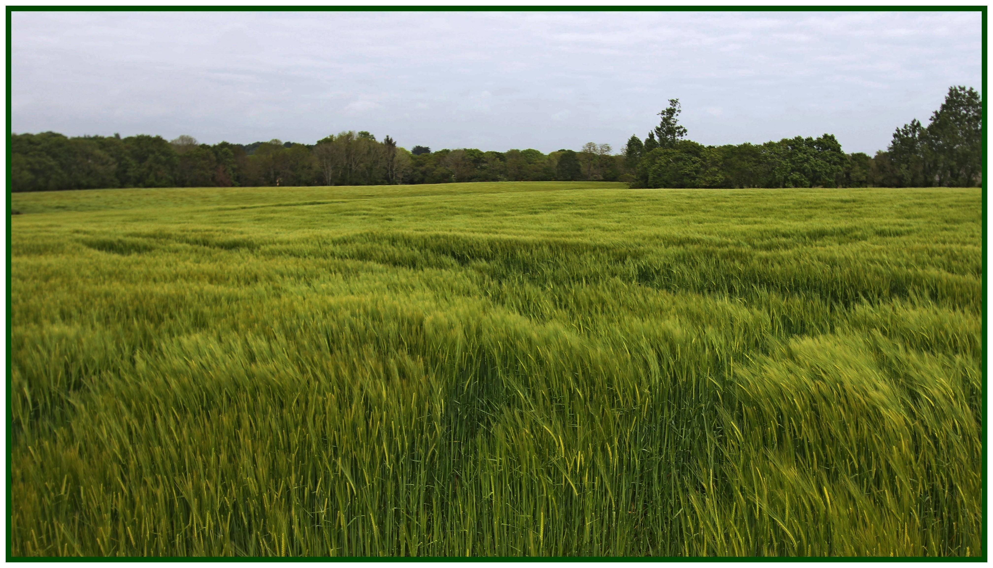Ronan le vent du champ 