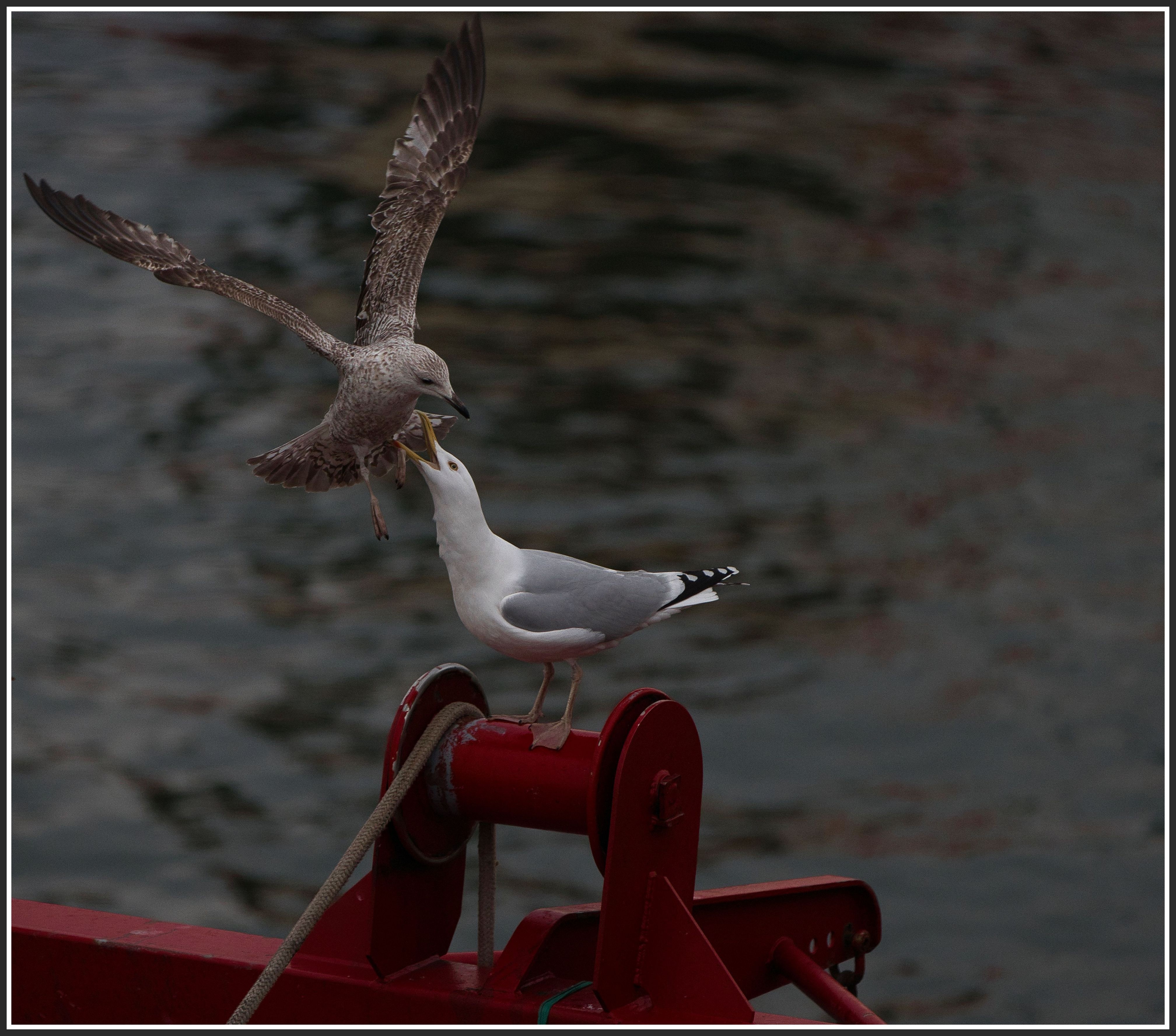 Ronan prise de bec au gilvinec